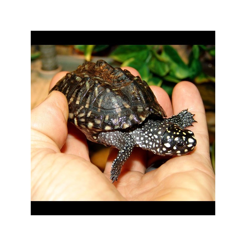 hindu turtle