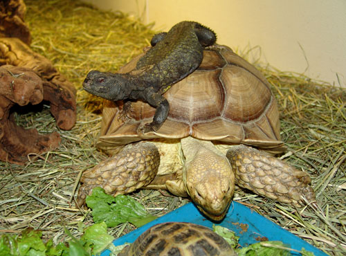 Open Tortoise Pen