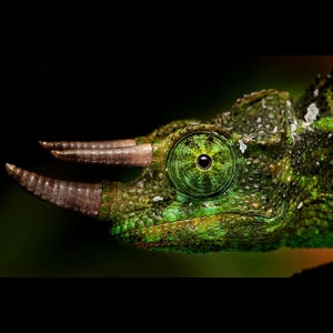 Jackson's Chameleon