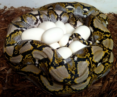 We've got LOTS of eggs cooking!