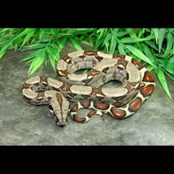 Colombian Red Tail Boas (Babies)