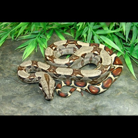 Colombian Red Tail Boa