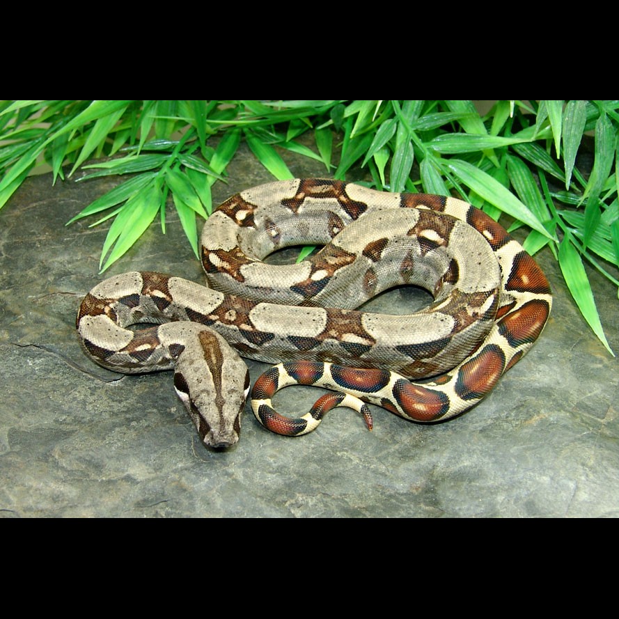 Red Tail Boa (common boa) Animal Facts