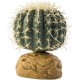 Barrel Cactus - SM (Exo Terra)