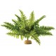 Boston Fern - MD (Exo Terra)