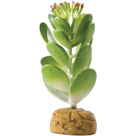 Jade Cactus (Exo Terra)