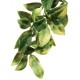 Mandarin Hanging Plant - LG (Exo Terra)