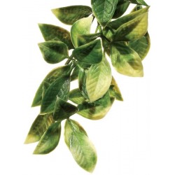 Mandarin Hanging Plant - LG (Exo Terra)