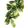 Jungle Plant - Mandarin - LG (Exo Terra)