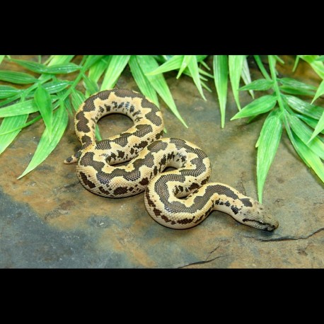 Rough-scaled Sand Boa