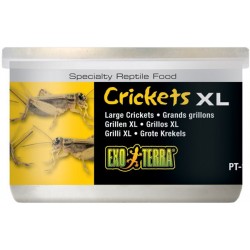 Crickets XL - 1.2 oz Can (Exo Terra)