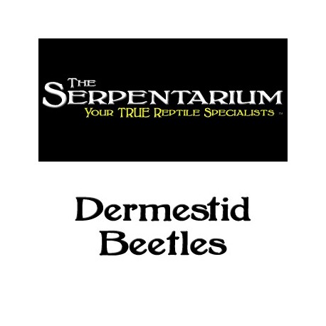 Dermestid Beetles