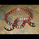Black Milk Snakes (Babies)