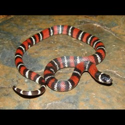 Black Milk Snakes (Babies)