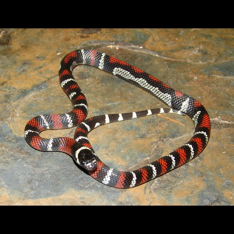 Black Milk Snakes (Lampropeltis triangulum gaigeae)