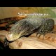 Crocodile Monitors (Babies)