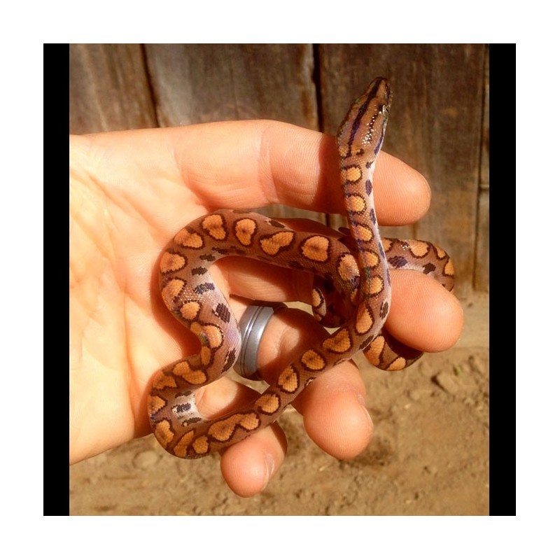 Baby/Juvenile Brazilian Rainbow Boas - Epicrates cenchria - Cold