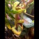 Green Tree Pythons - Jayapura x Biak (Babies)