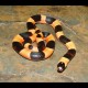 Pueblan Milk Snakes - Apricot "Halloween Phase" (Baby)