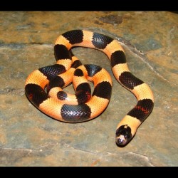 Pueblan Milk Snakes - Apricot "Halloween Phase" (Baby)