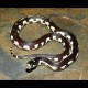 California Kingsnakes - Aberrant Banana (Babies)