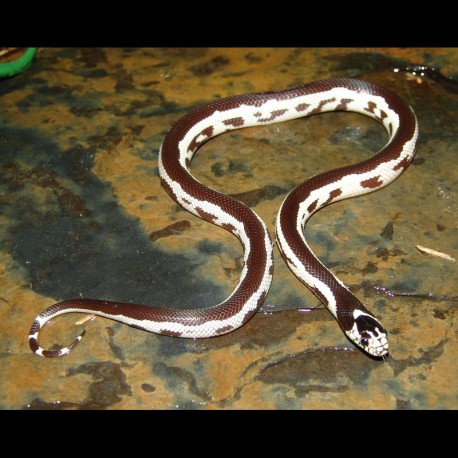 California Kingsnakes - Aberrant Banana - High White (Babies)