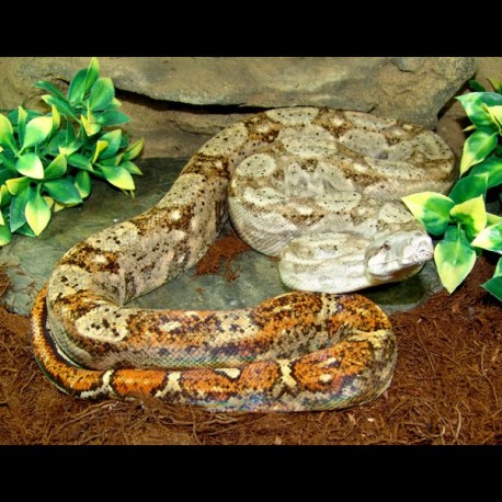 Hog Island Boa (2010 Male)