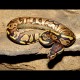 Yellow Belly Ball Pythons (Babies)