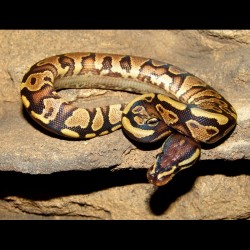 Yellow Belly Ball Pythons (Babies)