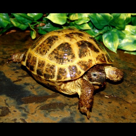 Russian Tortoise (Adult - Female)