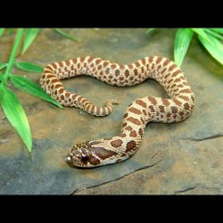 Western Hognose Snake