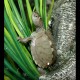 Mississippi Map Turtles