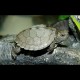 Mississippi Map Turtles