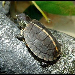 Southern Painted Turtles (Babies)