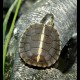 Southern Painted Turtles (Babies)