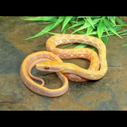 Mocquard's Beauty Ratsnake