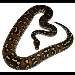 Angolan Pythons (Babies)