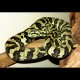 Jungle Carpet Pythons (Adult)