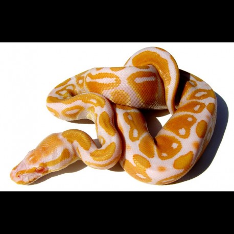 Albino Ball Pythons - High Contrast (Babies)