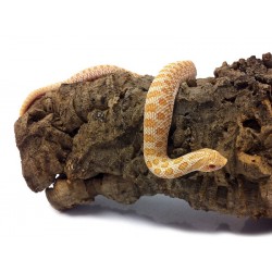 Western Hognose Snakes - Albino (Babies)