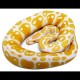 Albino Ball Pythons - High Contrast (Babies)