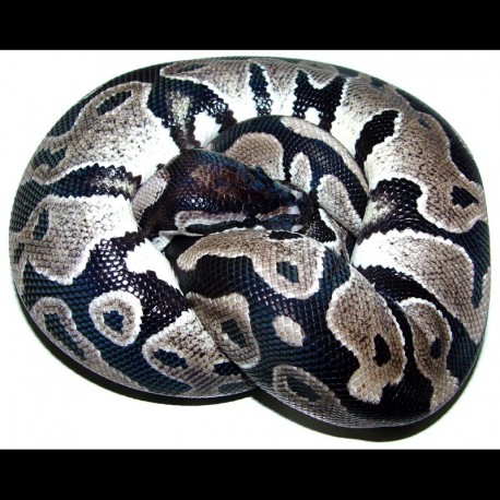 Axanthic Ball Pythons (Babies)