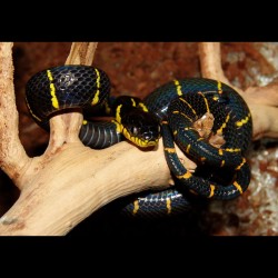 Mangrove Snakes (Babies)
