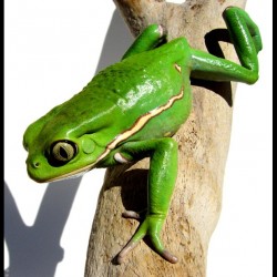 Waxy Monkey Tree Frogs