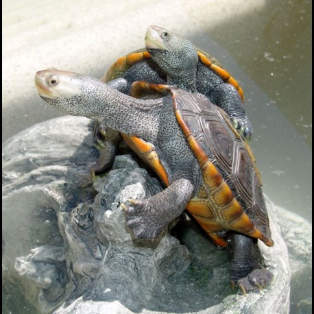 Northern Diamondback Terrapins (Babies)