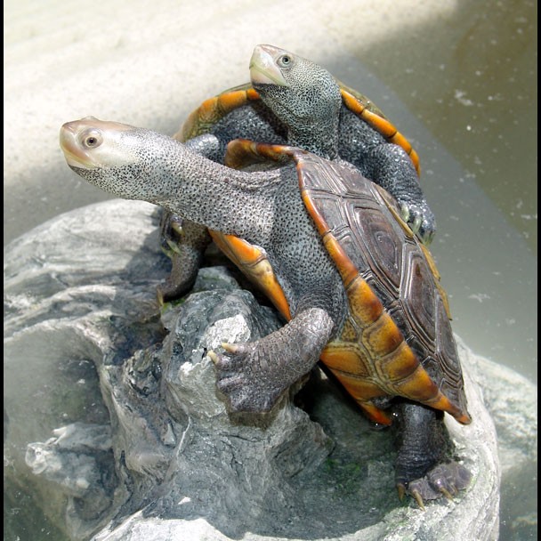 Northern Diamondback Terrapins (Malaclemys terrapin terrapin)