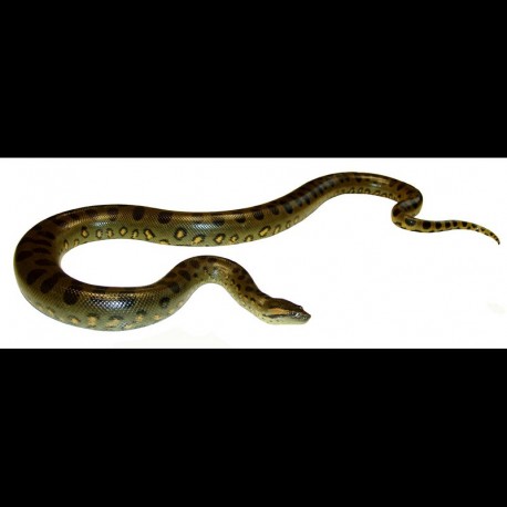 Green Anacondas (Babies)