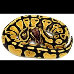 Pastel Ball Pythons - Graziani Line (Babies)