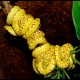 Green Tree Pythons - Jayapura (Babies)