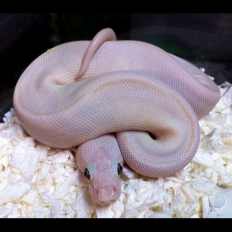 Blue-eyed Lucy Ball Python (Babies)